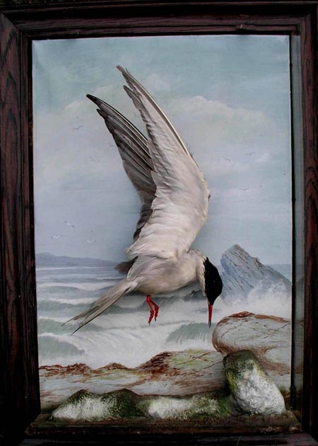 tern[1].jpg